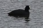 Les oiseaux de l'étang