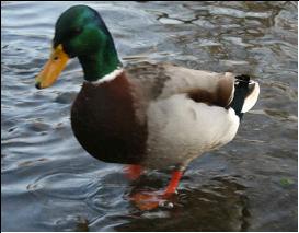 Le canard colvert Le canard colvert