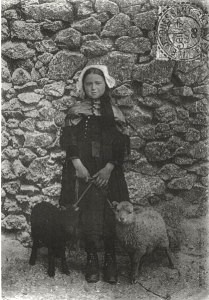 Carte postale de 1905 avec une ouessantine et deux agneaux Carte postale de 1905 avec une ouessantine et deux agneaux