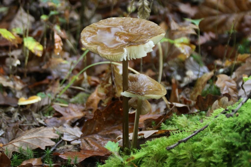La Forêt du Gavre La Forêt du Gavre