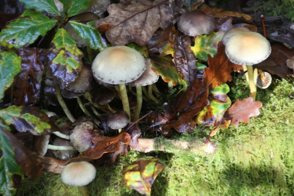 La Forêt du Gavre La Forêt du Gavre