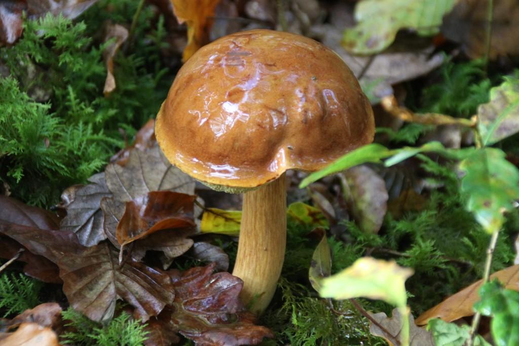 La Forêt du Gavre La Forêt du Gavre