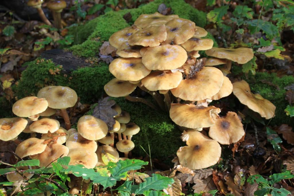 La Forêt du Gavre La Forêt du Gavre