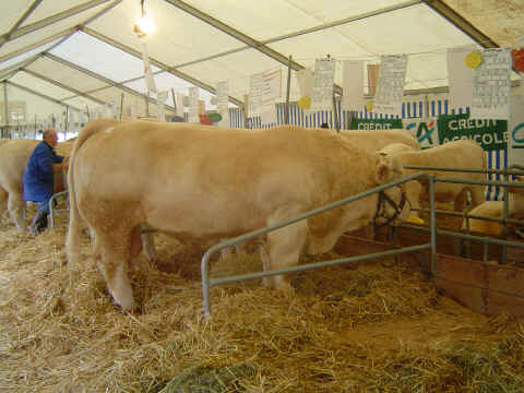 Un exemplaire de blonde d'aquitaine de bonne taille Un exemplaire de blonde d'aquitaine de bonne taille
