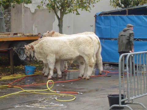 et ces 3 charolaise et ces 3 charolaise