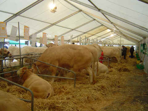 Une perspective sur quelques beaux exemplaires de blondes Une perspective sur quelques beaux exemplaires de blondes