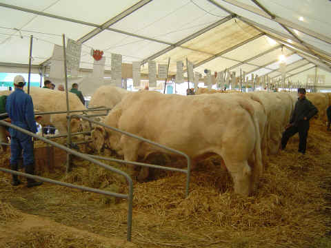 Une perspective sur quelques beaux exemplaires de charolais Une perspective sur quelques beaux exemplaires de charolais
