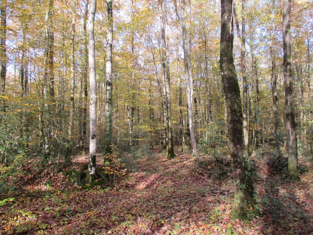 La Forêt du Gavre La Forêt du Gavre