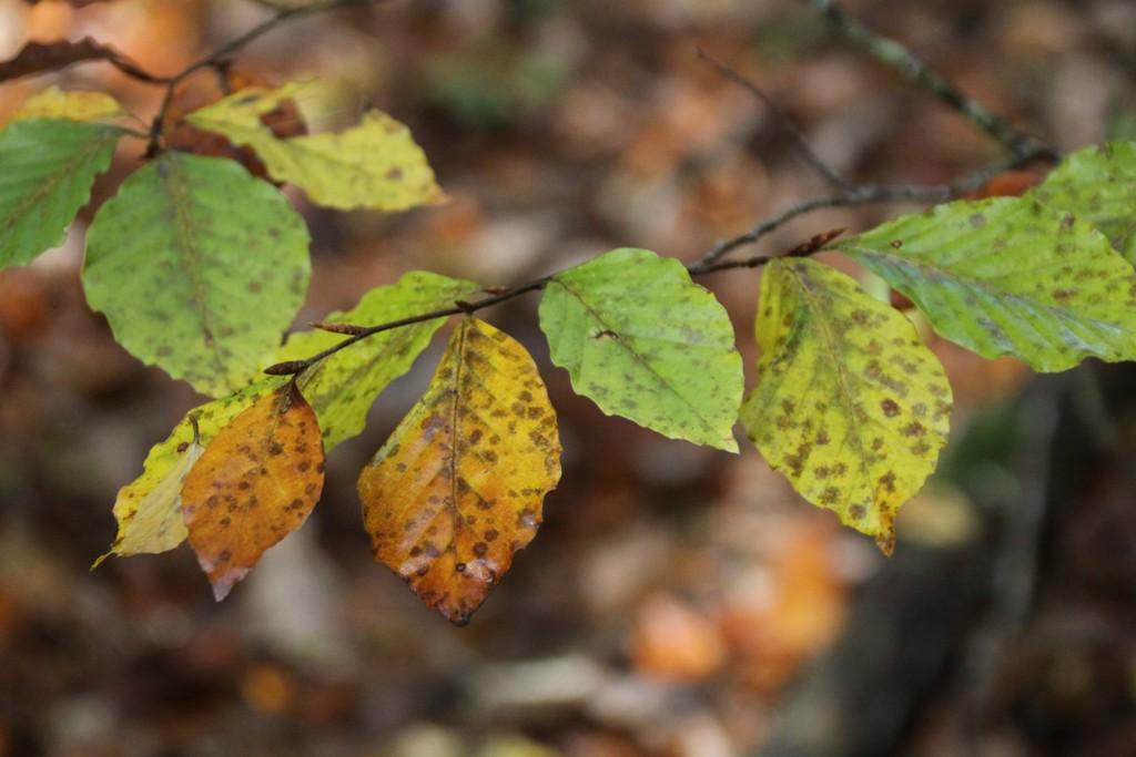 La Forêt du Gavre La Forêt du Gavre