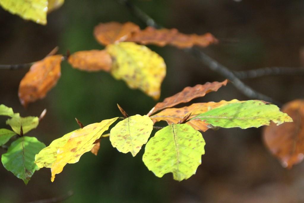 La Forêt du Gavre La Forêt du Gavre
