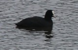 Les oiseaux de l'étang