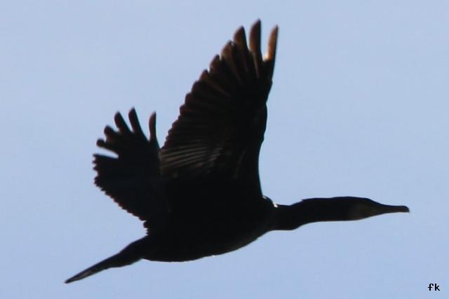 Le grand cormoran Le grand cormoran