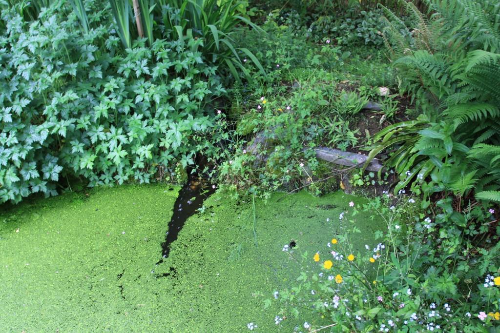 Jardin du Coudrais Jardin du Coudrais