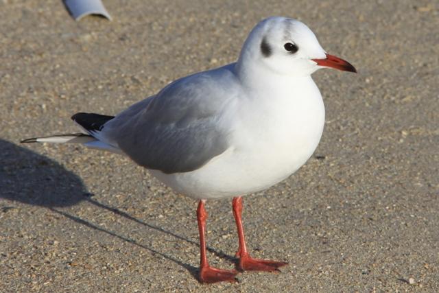 La mouette rieuse La mouette rieuse