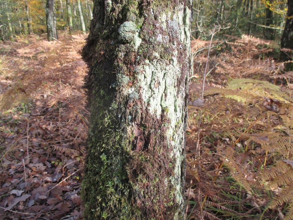 La Forêt du Gavre La Forêt du Gavre
