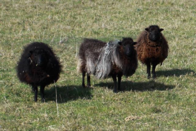 La disparition du mouton des landes