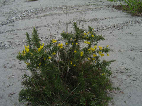 Des ajoncs en fleurs bordent le parcours sableux. Des ajoncs en fleurs bordent le parcours sableux.