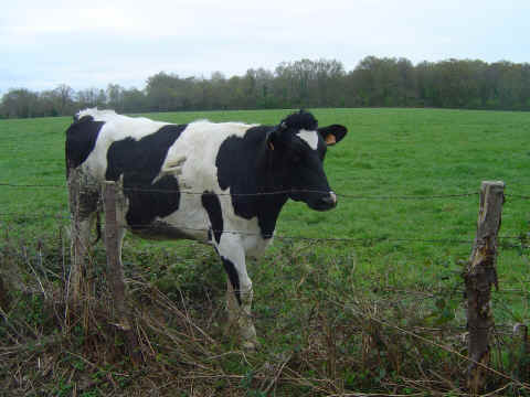 Une génisse Prim' Holstein Une génisse Prim' Holstein