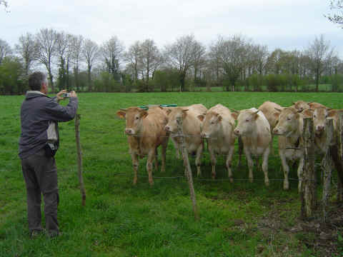 Des blondes d'Aquitaine sont curieuses. Des blondes d'Aquitaine sont curieuses.