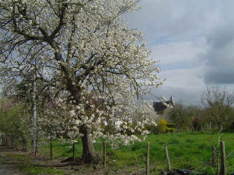 Arbre en fleurs devant le Manoir du Coudray (16ème) avec un tour ronde Arbre en fleurs devant le Manoir du Coudray (16ème) avec un tour ronde
