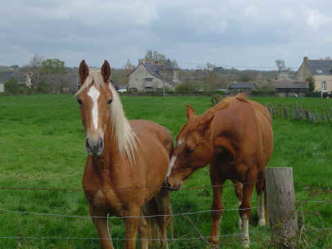 Des chevaux dans le pré central du Maire Des chevaux dans le pré central du Maire