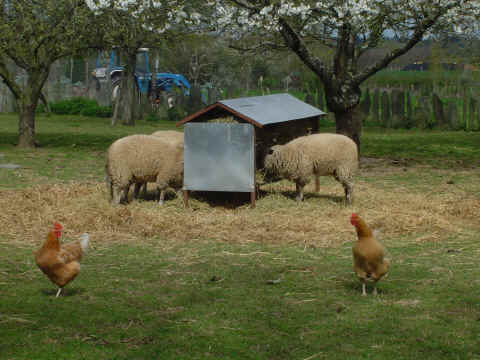 Poules et moutons se partagent la cour Poules et moutons se partagent la cour
