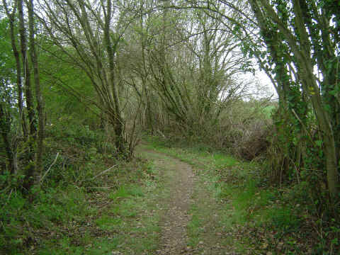 Ce petit sentier entre 2 haies est un vrai plaisir Ce petit sentier entre 2 haies est un vrai plaisir